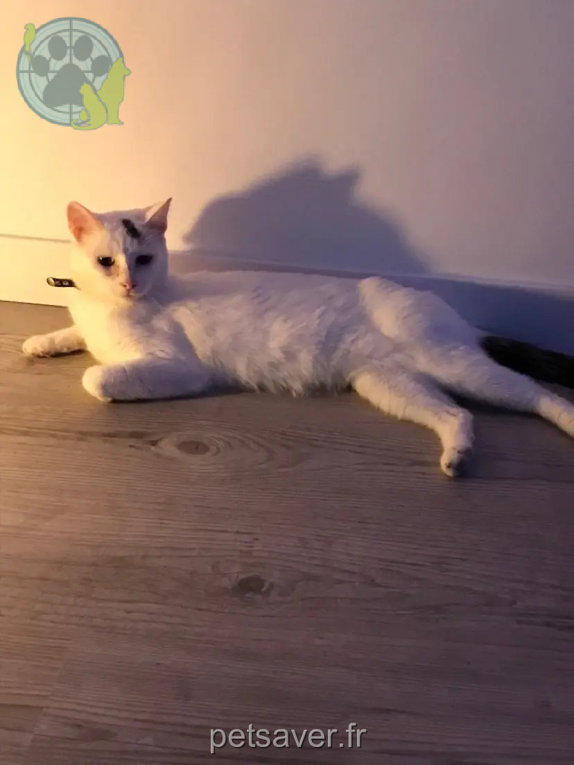 Chatte Perdue 54 Meurthe-et-Moselle Chatte Perdue 54 Meurthe-et-Moselle