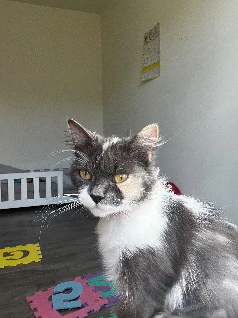 chatte lost   55000 Salmagne Boule