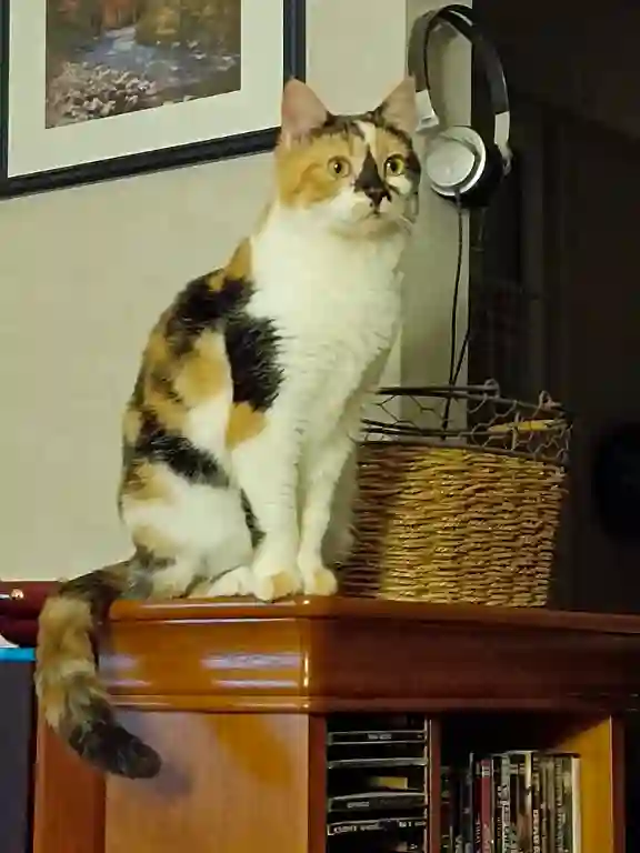 Chatte Perdue 55 Meuse - Camilla Chatte Perdue 55 Meuse - Camilla