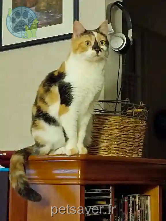 Chatte Perdue 55 Meuse - Camilla Chatte Perdue 55 Meuse - Camilla