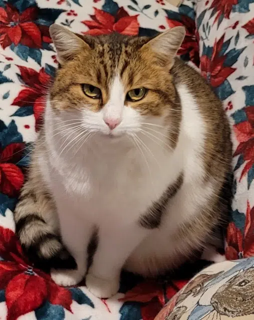 chatte lost   55160 Haudiomont Chanel