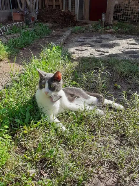 chatte lost   55100 Verdun Hera