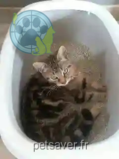 Chatte Perdue 55 Meuse - Mané Chatte Perdue 55 Meuse - Mané