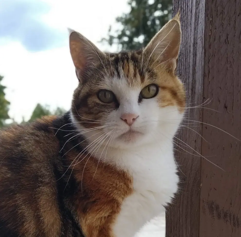 Chatte Perdue 55 Meuse - Minette Chatte Perdue 55 Meuse - Minette