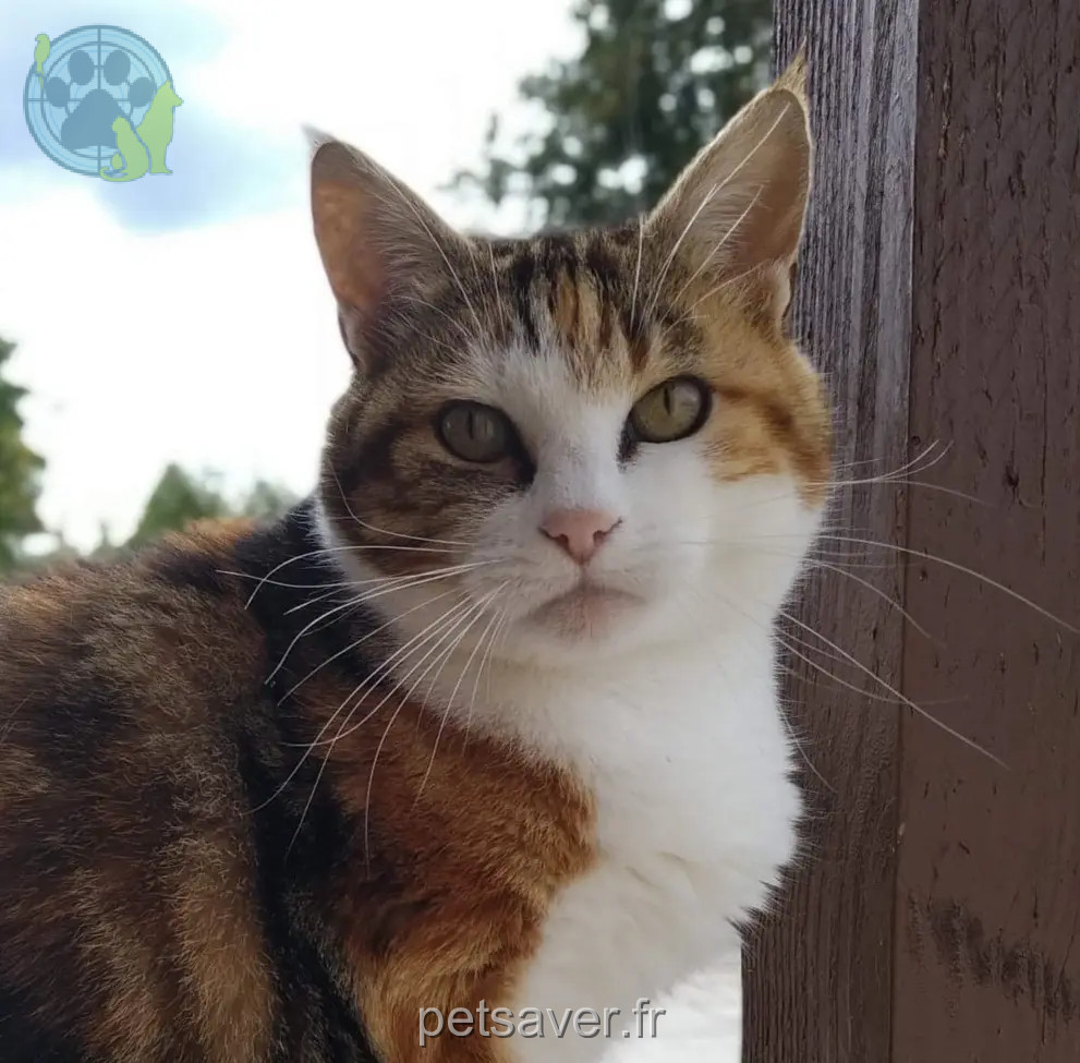 Chatte Perdue 55 Meuse - Minette Chatte Perdue 55 Meuse - Minette