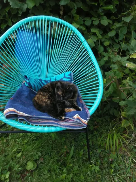 chatte lost   55170 Ancerville Mirabelle