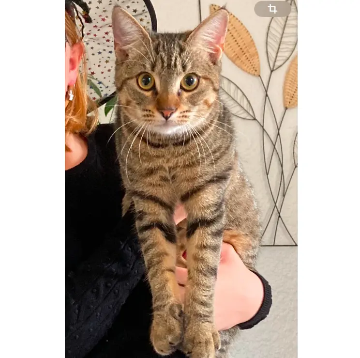 Chatte Perdue 55 Meuse - Mouffette Chatte Perdue 55 Meuse - Mouffette
