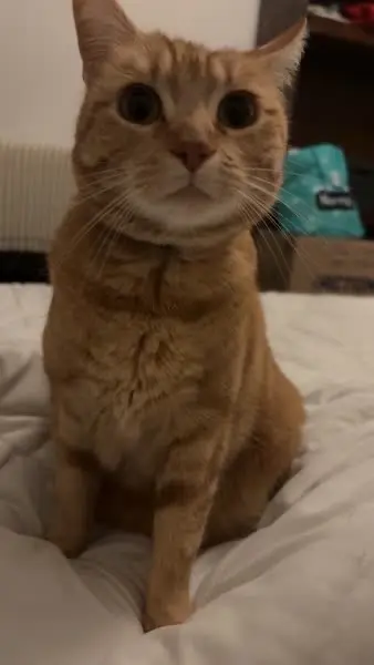 chatte lost   55000 Chardogne Sky