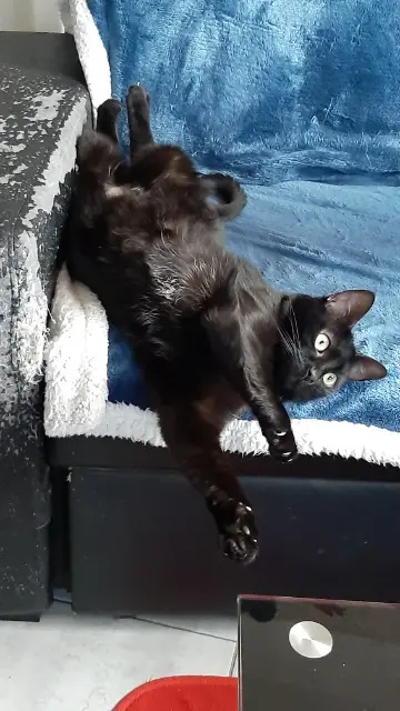 chatte lost   55200 Geville Sombra
