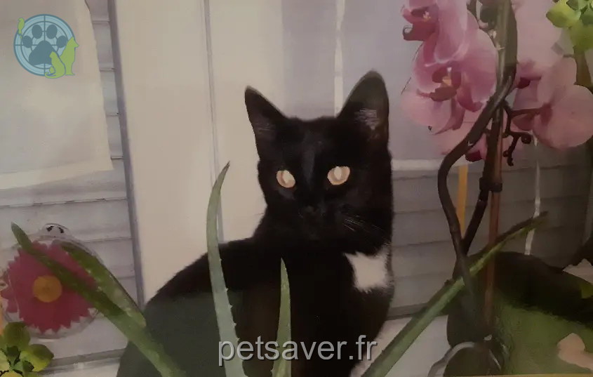 Chatte Perdue 36 Indre - Vannille Chatte Perdue 36 Indre - Vannille