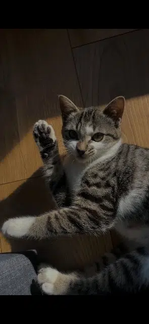 chatte lost   56000 Vannes Apple