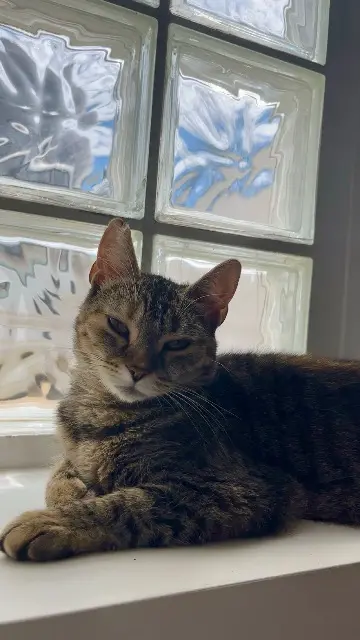 chatte lost   56370 Sarzeau Assad