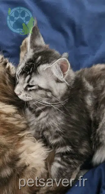 chatte lost 56140 Saint-Abraham Betty