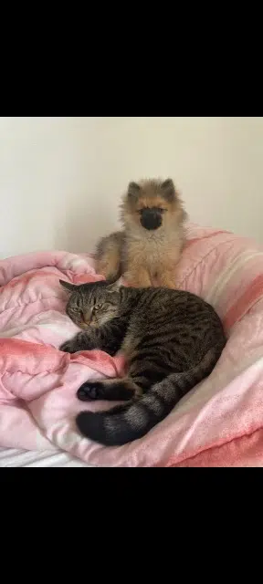 chatte lost   56600 Lanester Biscotte