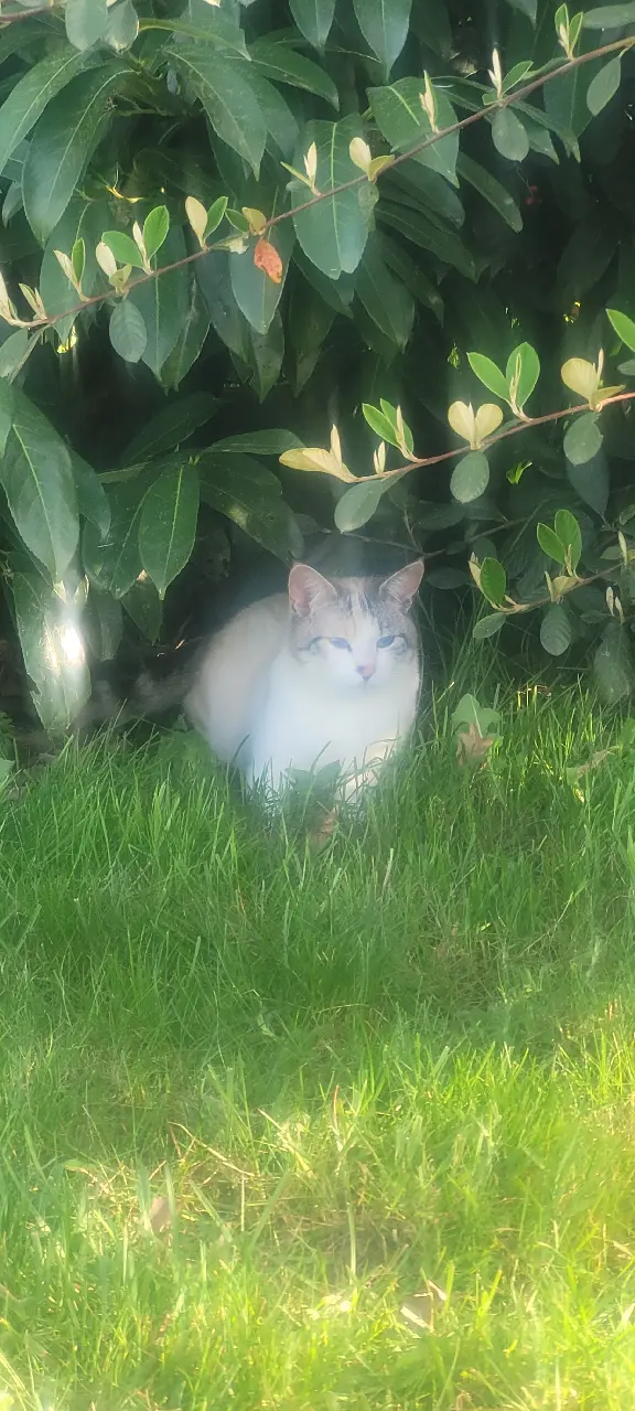 Chatte Perdue 56 Morbihan - Blanchette Chatte Perdue 56 Morbihan - Blanchette