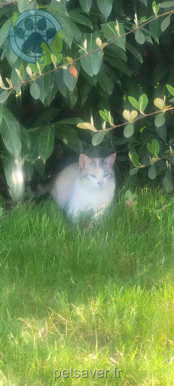 Chatte Perdue 56 Morbihan - Blanchette Chatte Perdue 56 Morbihan - Blanchette