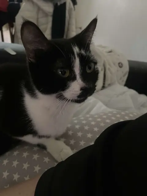 chatte lost   56250 Saint-Nolff Boo