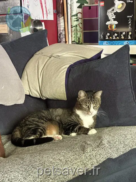 chatte perdue 56500 Locminé Breizh chatte lost 56500 Locminé Breizh