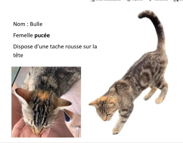 chatte perdue 56700 Hennebont Bulle chatte lost 56700 Hennebont Bulle