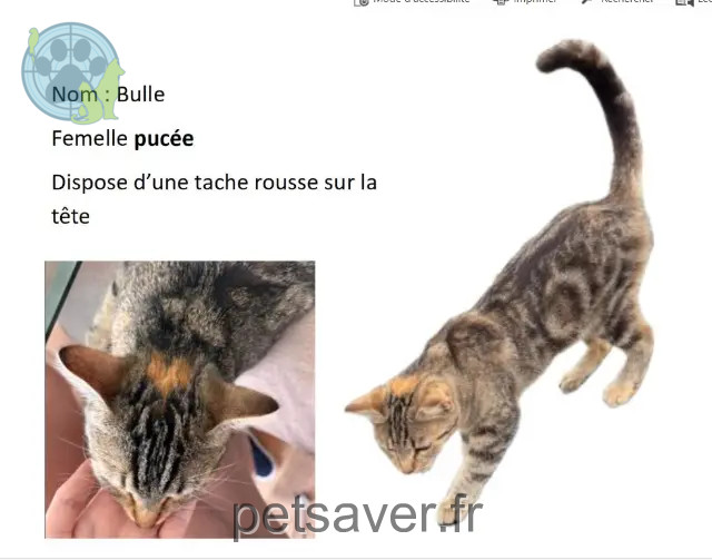 chatte perdue 56700 Hennebont Bulle chatte lost 56700 Hennebont Bulle