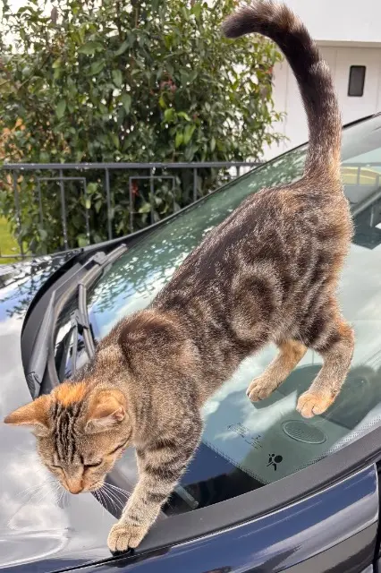 chatte lost   56700 Hennebont Bulle