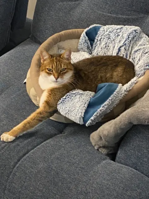 chatte lost   56860 Séné Canelle