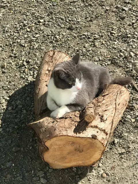 chatte lost   56560 Guiscriff Carmen