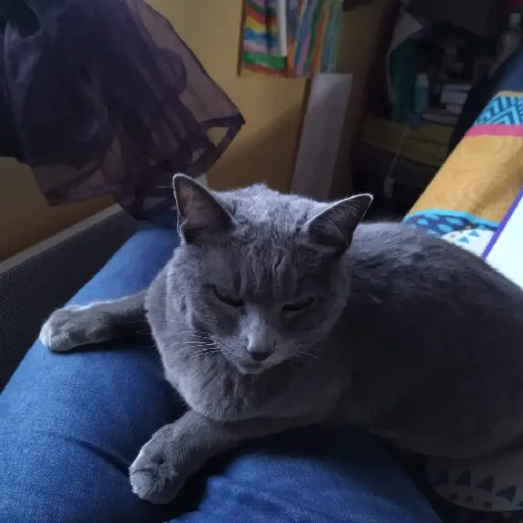 Chatte Perdue 56 Morbihan - Casi Chatte Perdue 56 Morbihan - Casi
