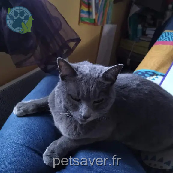 Chatte Perdue 56 Morbihan - Casi Chatte Perdue 56 Morbihan - Casi