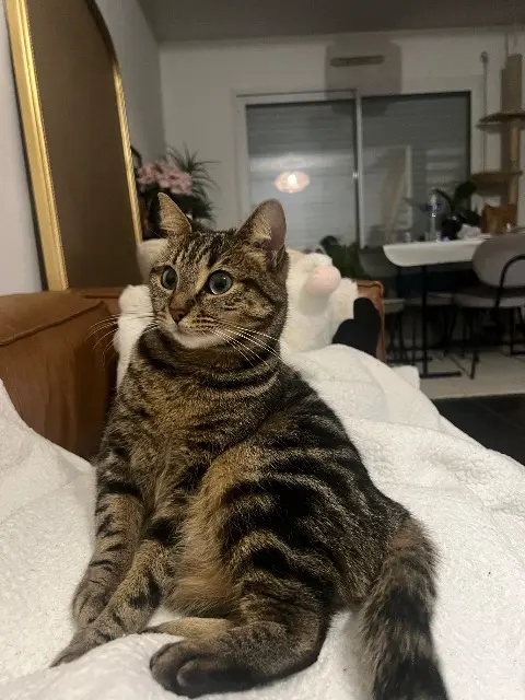 chatte lost   56100 Lorient Cassie