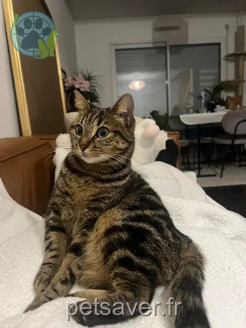 Katze vermisst 56100 Lorient Cassie Katze lost 56100 Lorient Cassie