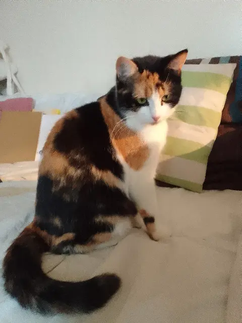 chatte lost   56470 La Trinité-sur-Mer Cawouette