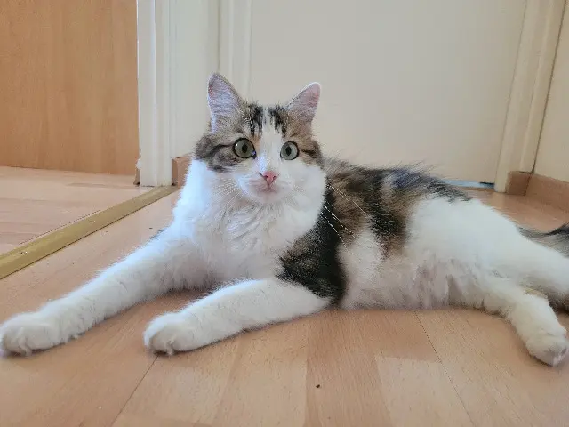 chatte lost   56100 Lorient Cerise