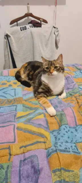 chatte lost   56500 Locminé Chanel