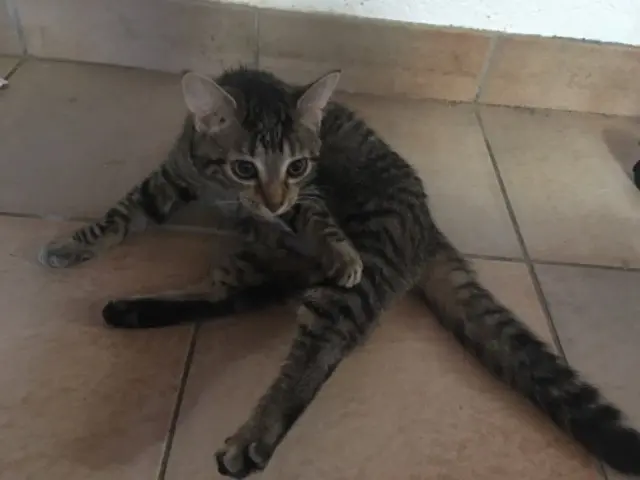 chatte lost   56440 Languidic Daisy
