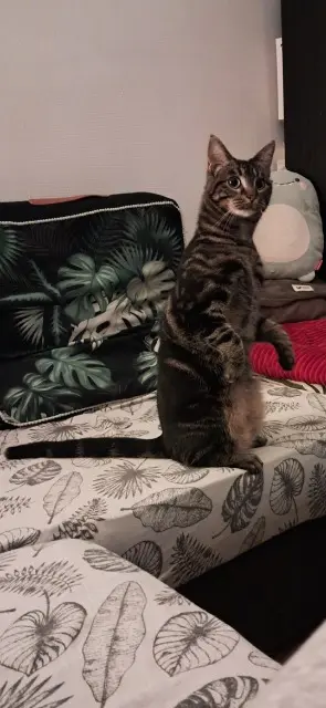 chatte lost   56100 Lorient Eri