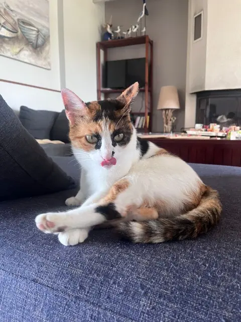 chatte lost   56370 Sarzeau Faia