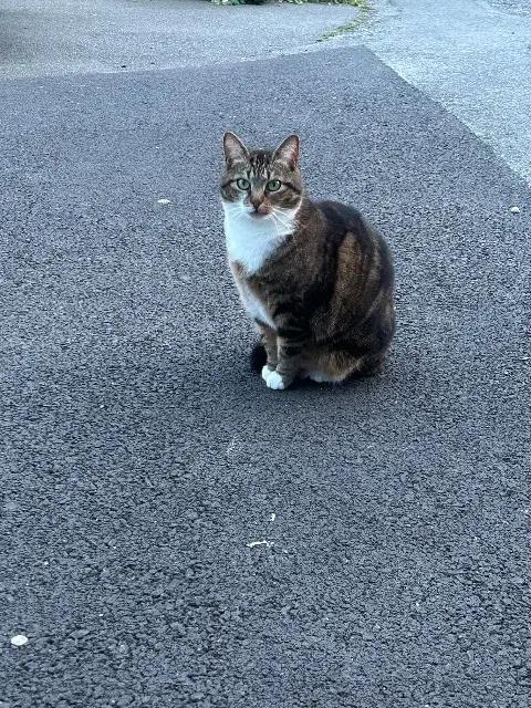 chatte lost   56600 Lanester Fifi