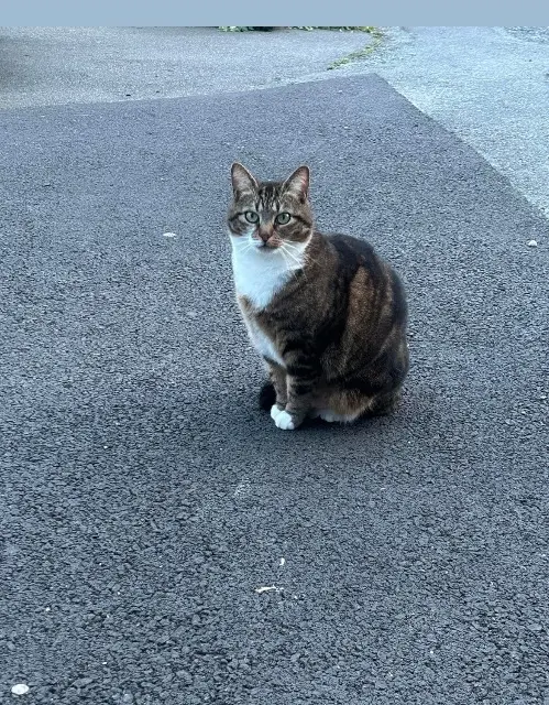 chatte lost   56600 Lanester Fifille