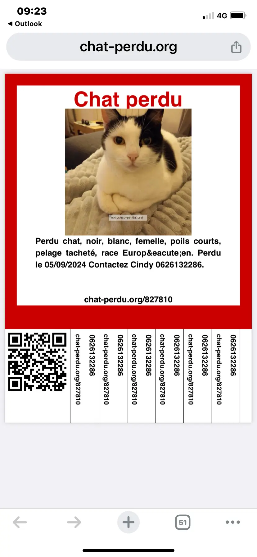 Chatte Perdue 56 Morbihan - Filou