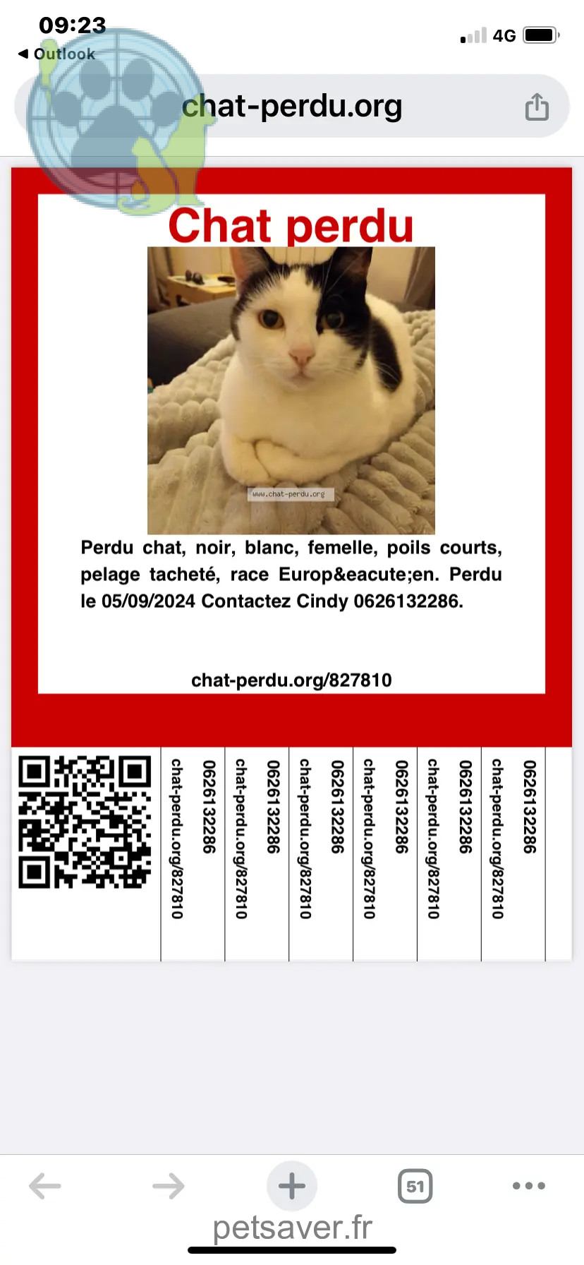 Chatte Perdue 56 Morbihan - Filou Chatte Perdue 56 Morbihan - Filou