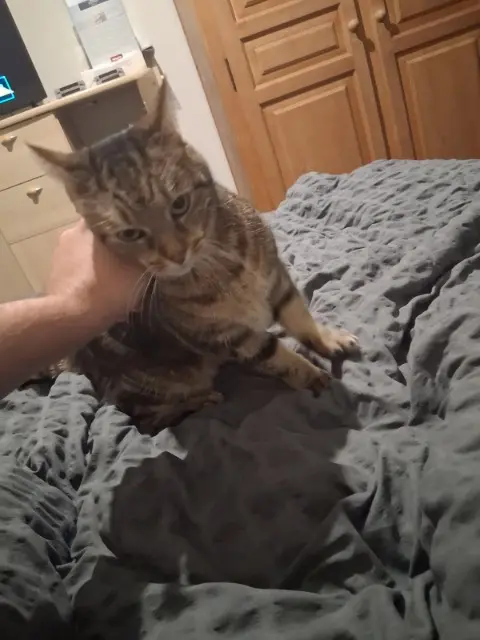 chatte lost   56120 Forges-de-Lanouée Biquette