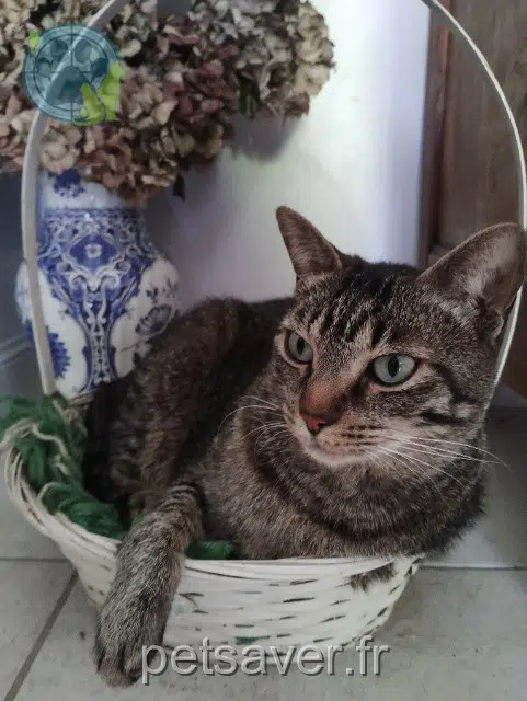 cat lost 56130 Saint-Dolay Frida cat lost 56130 Saint-Dolay Frida