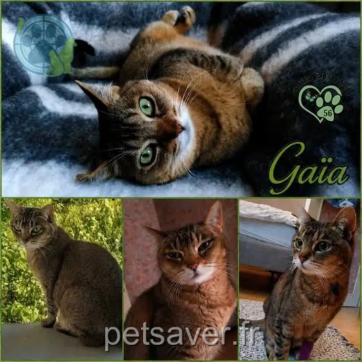 chatte lost 56370 Sarzeau Gaïa