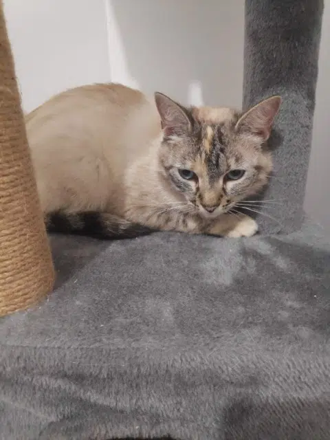 chatte perdue 56550 Locoal-Mendon Indy chatte lost 56550 Locoal-Mendon Indy