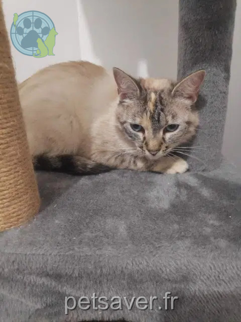 kat vermist 56550 Locoal-Mendon Indy kat lost 56550 Locoal-Mendon Indy