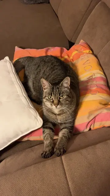 chatte lost   56000 Vannes Jupiter