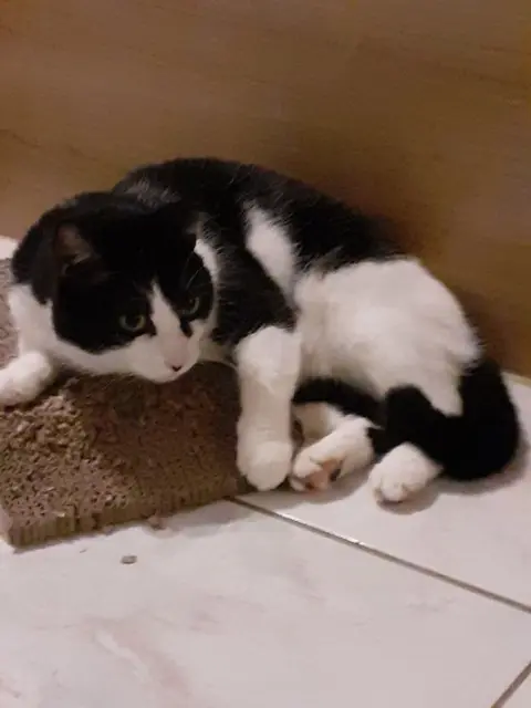 chatte lost   56140 Pleucadeuc Kiara