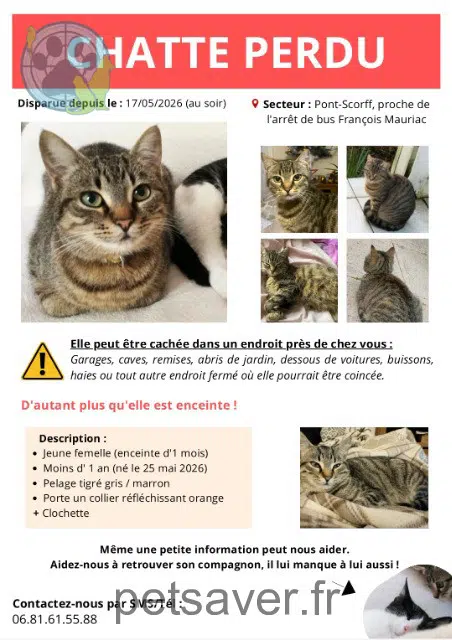 gata perdida 56620 Pont-Scorff Kitty gata lost 56620 Pont-Scorff Kitty