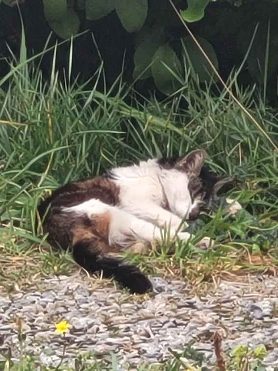 Chatte Perdue 56 Morbihan - Kiwi Chatte Perdue 56 Morbihan - Kiwi